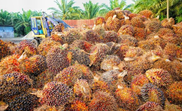 Ein Bagger bearbeitet Palmölfrüchte. Foto: Pixabay/tristantan