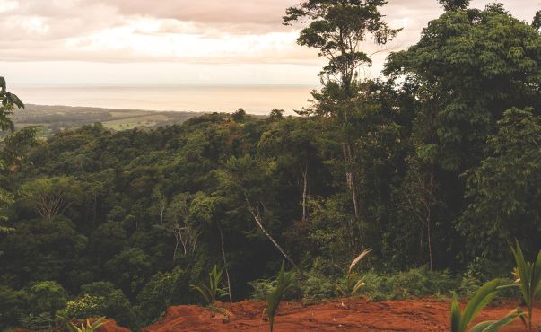 Waldgebiet in Costa Rica.