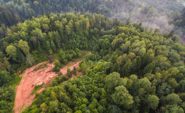 Luftaufnahme eines Waldes mit einer Rodungsfläche. Foto: unsplash